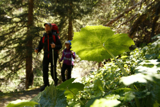 Auf idyllischen Wald- und Wiesenwegen wandert man entlang des Amerbaches.