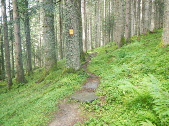 Waldpfad mit Wegkennzeichen