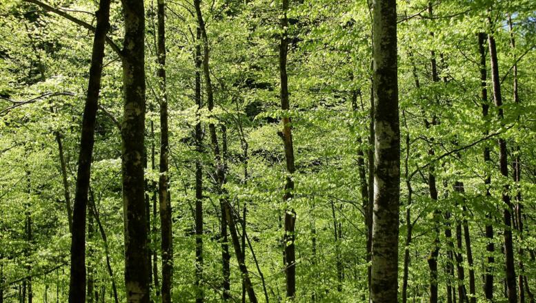 Buchenwald vor der Rettenbachalm