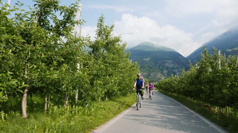 Durch die Obstplantagen 