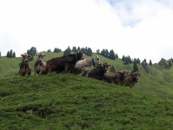 Kühe auf der Bärenalpe