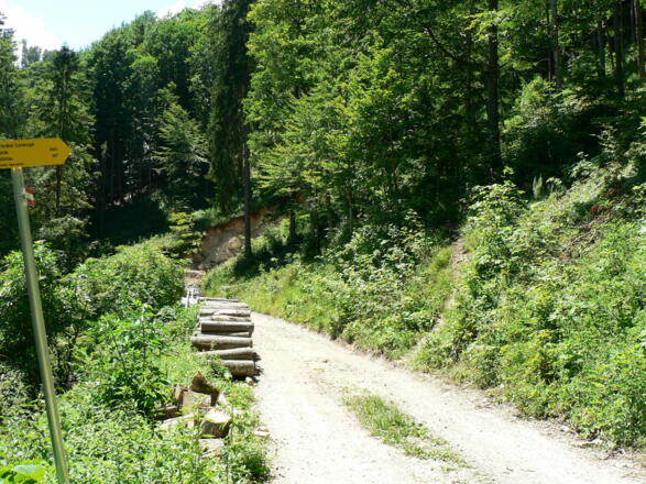 ein Stück die Forststraße bergab, dann rechts in den Wald hinauf