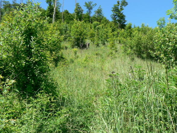 durch den Schlag hinauf