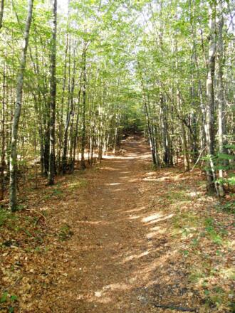 Auf dem Waldweg geht es voran.