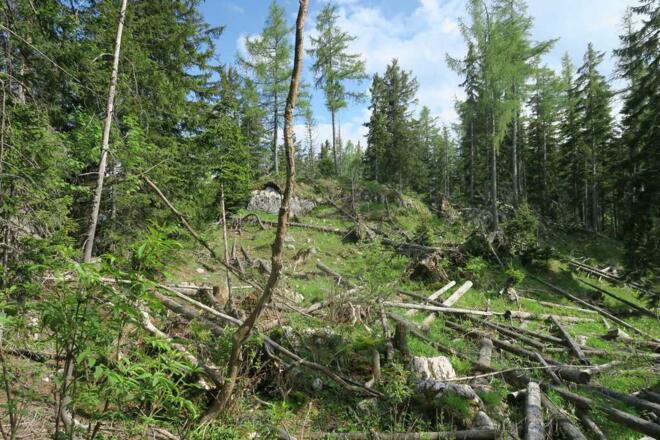 Für den Abstieg wählte ich nicht den kürzeren über den Kesselgraben, sondern über das sogenannte &quot;Knie&quot; nach Hochmuth, um den pänomenalen Kniekogel zu besuchen