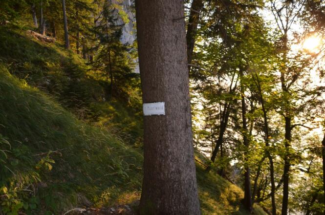 Im &quot;Muarlwald&quot;