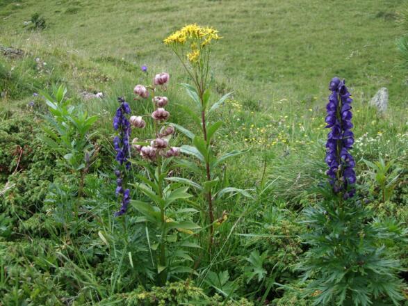 Türkenbund und Eisenhut im Nationalpark Nockberge
