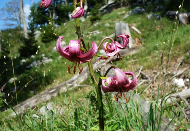 Türkenbund-Lilien ~1565m