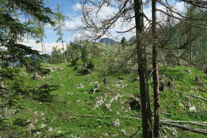 Nur welcher Gupf hier war der Kniekogel?