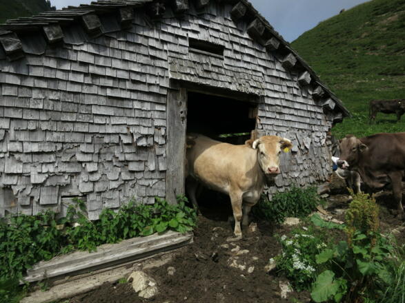 Auf der Hochalpe Schäfis nutzen die Rinder die alte noch nicht verfallene Hütte als Unterschlupf.