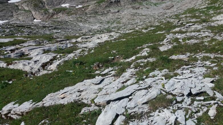 Wachsames Murmeltier.