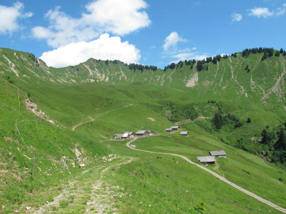 Die Alpe Sentum, eine typische Walser Alpsiedlung. Hier sieht man eindrücklich, wie das Gebiet bis hinauf zum Bergkamm entwaldet wurde. In der Folge entstanden Murenabgänge und im Winter Anrisszonen für Lawinen.