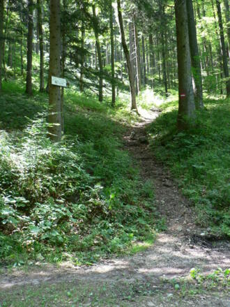 Wir überqueren die Forststraße das erste Mal, direkt gegenüber geht&#039;s weiter