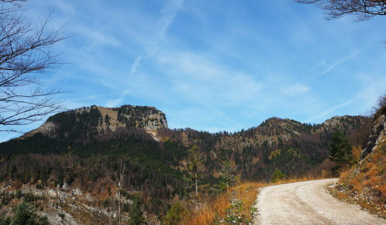 Erlakogel von der Forststraße 1000m.