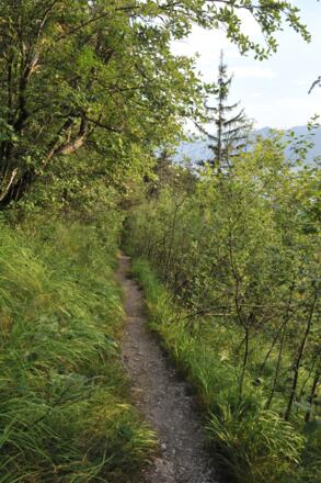 Bergab geht es durch lichten Hochwald