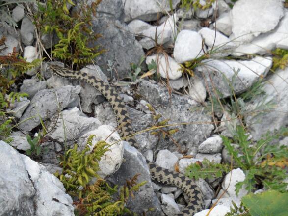 Eine Kreuzotter auf der Suche nach einem Unterschlupf