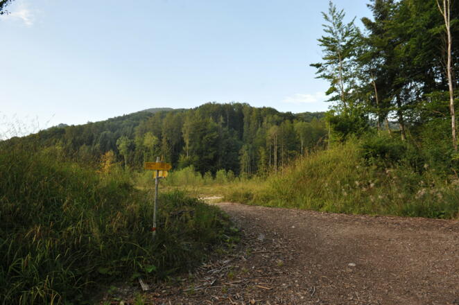 Dann gelangen wir zu einer Forststraße, auf der wir bald eine zweite Forststraße ereichen. 
