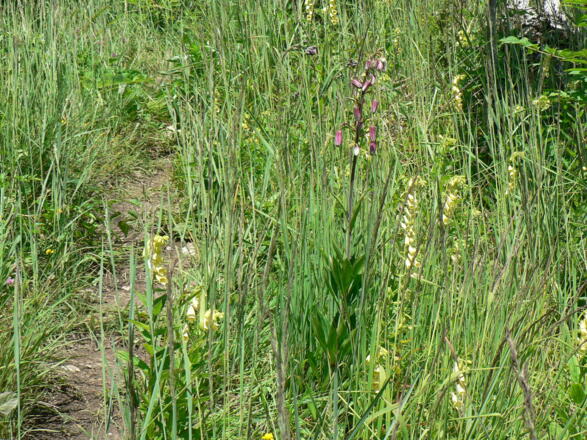 Türkenbund und Fingerhut