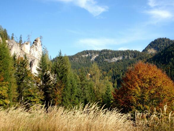 Am Sattel der Forststraße (1092 m)