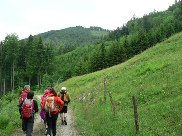 ein Stück über die Forststraße... im Hintergrund der Sonnkogel