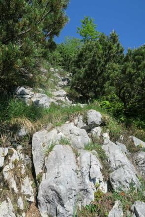 Und jetzt gibt es auch was zum Kraxeln zwischen den Latschen, Schwierigkeitsgrad I