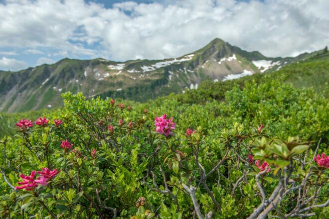 Blumen-Wander-Lehrpfad