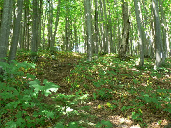 sanft ansteigend die letzten Meter hinauf zum Sonnkogel