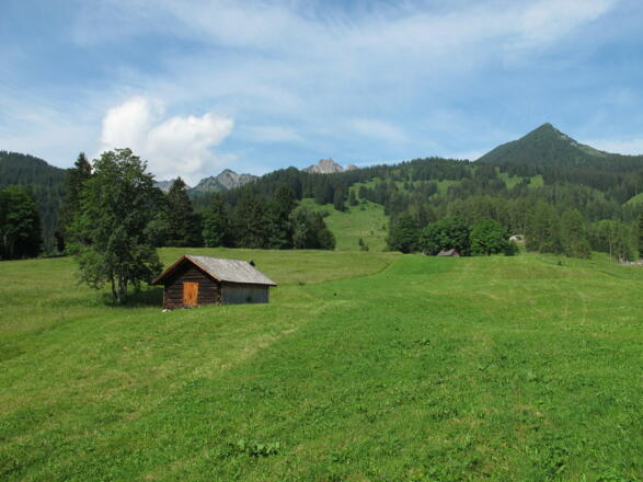 Blumenwiese bei der Ronaalpe, rechts im Hintergrund die Mondspitze