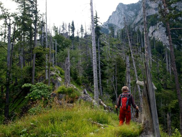 Windwurf am Weg zum Zierlerberg (ca. 1100 m)