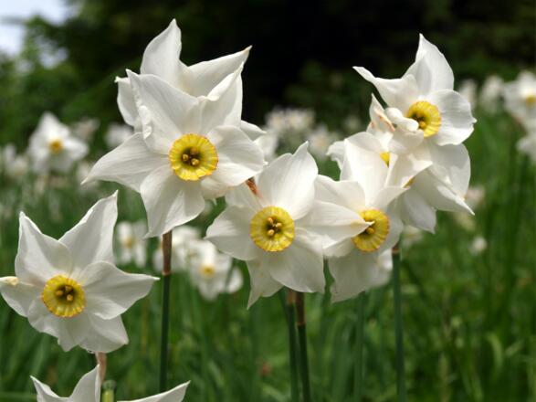 Narzissenwiese 539m Steyern
