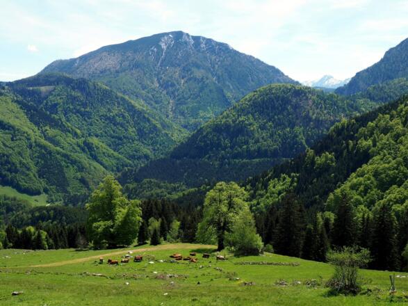 Zaglbauernalm 946m mit Größtenberg