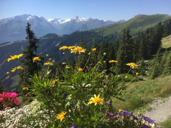 Ausblick von Sonnkogel Richtung Kitzsteinhorn