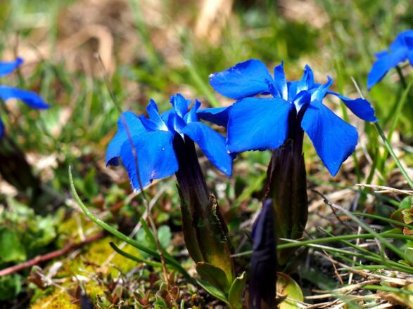Wiesenenziane am oberen Plateau um 1530m