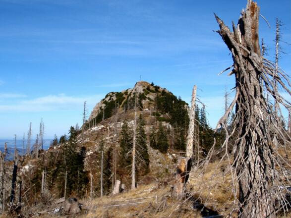 Erlakogel von der Talblaikenschneid 1545m Windwurf Kyrill