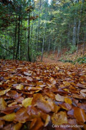 Naturteppich am Hochpfad