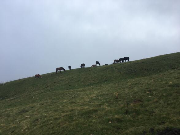 Richtung Trattberg Gipfel 