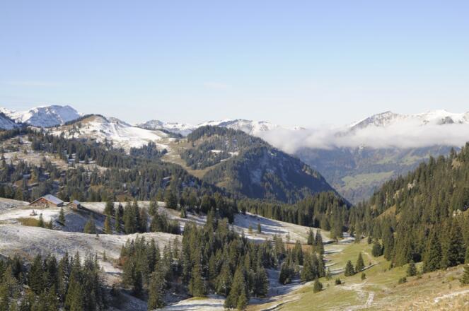Liebliche Almlandschaft im Bereich der Wurzachalpe