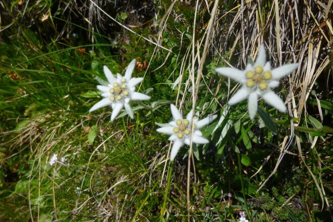 Edelweiss