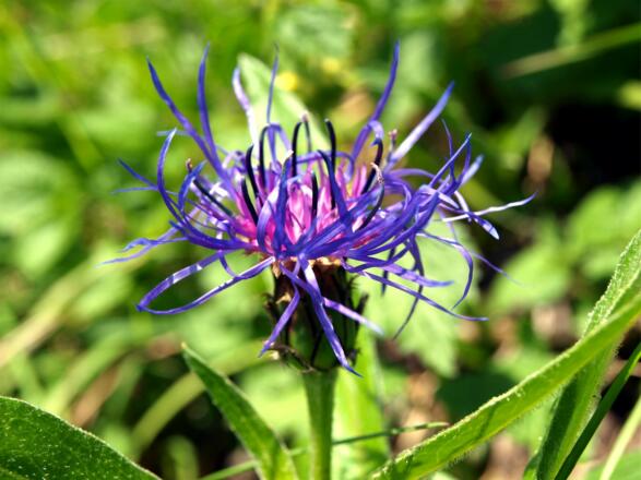 Flockenblume am Kamm