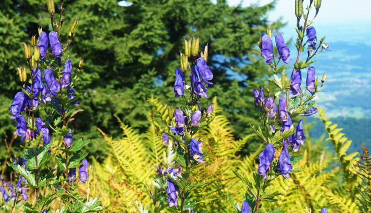 Giftiger Eisenhut vor dem Benn Nock