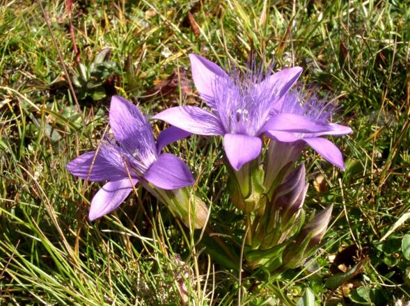 spätblühende Herbstenziane