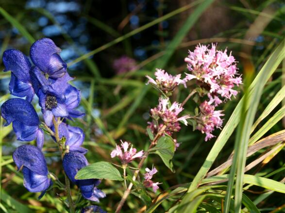 Blauer Eisenhut am Verbindungsgrat um 1240m