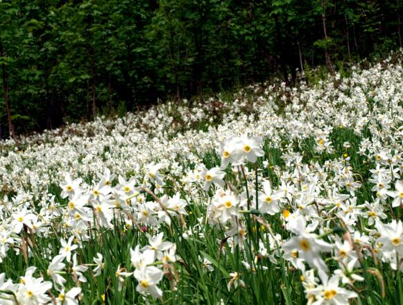 Narzissenwiese um 760m