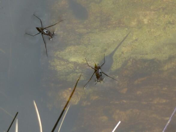 Wasserläufer und Kaulquappen