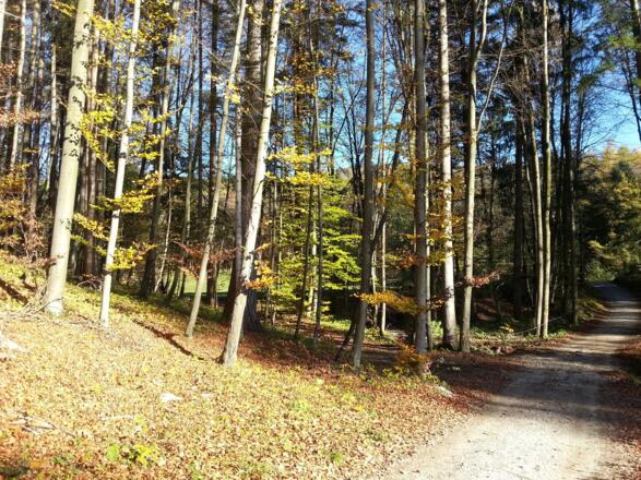 Über den Almerberg ins Wiestal