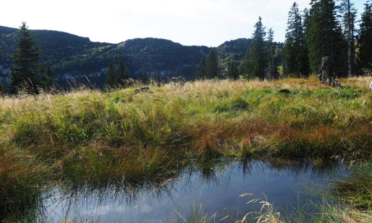 Benn Nock Lacke ~1.520m