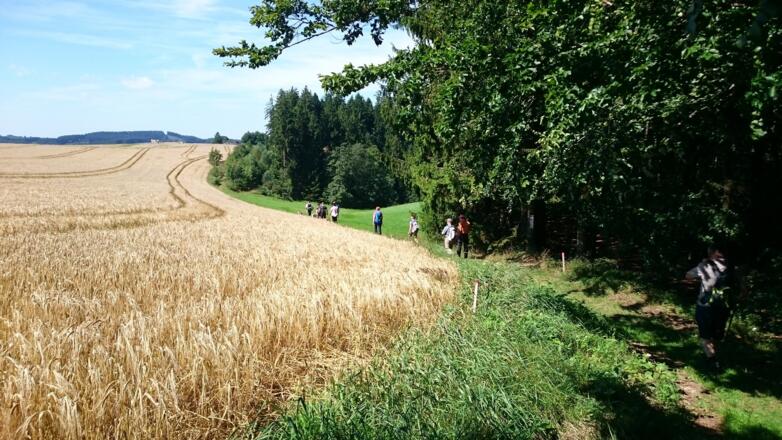 Wiesenpfad vor der Alfreds Ruh