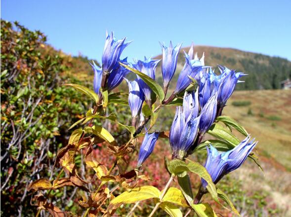 Schwalbenwurzenziane, die letzten Herbstblüten