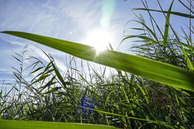 Schilf im Rheindelta