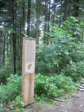 Station am Themenweg Rotenberg-Wald